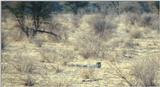 (P:\Africa\Cheetah) Dn-a0230.jpg (1/1) (85 K)