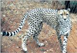(P:\Africa\Cheetah) Dn-a0231.jpg (1/1) (157 K)