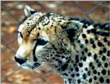 (P:\Africa\Cheetah) Dn-a0232.jpg (1/1) (123 K)