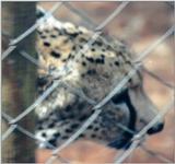 (P:\Africa\Cheetah) Dn-a0234.jpg (1/1) (67 K)