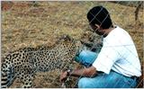 (P:\Africa\Cheetah) Dn-a0235.jpg (1/1) (144 K)