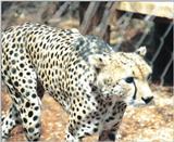 (P:\Africa\Cheetah) Dn-a0236.jpg (1/1) (118 K)