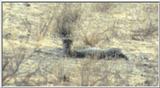 (P:\Africa\Cheetah) Dn-a0237.jpg (1/1) (17 K)