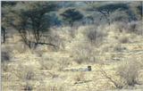 (P:\Africa\Cheetah) Dn-a0240.jpg (1/1) (116 K)