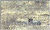 (P:\Africa\Cheetah) Dn-a0241.jpg (1/1) (24 K)