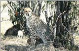(P:\Africa\Cheetah) Dn-a0249.jpg (1/1) (159 K)