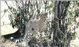 (P:\Africa\Cheetah) Dn-a0250.jpg (1/1) (146 K)