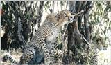 (P:\Africa\Cheetah) Dn-a0251.jpg (1/1) (132 K)