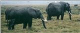 (P:\Africa\Elephant) Dn-a0254.jpg (1/1) (54 K)