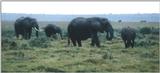 (P:\Africa\Elephant) Dn-a0255.jpg (1/1) (53 K)