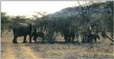 (P:\Africa\Elephant) Dn-a0256.jpg (1/1) (100 K)