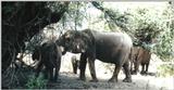 (P:\Africa\Elephant) Dn-a0257.jpg (1/1) (120 K)