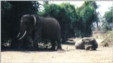 (P:\Africa\Elephant) Dn-a0259.jpg (1/1) (100 K)
