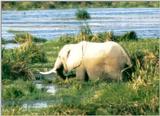 (P:\Africa\Elephant) Dn-a0260.jpg (1/1) (91 K)