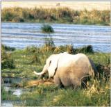 (P:\Africa\Elephant) Dn-a0261.jpg (1/1) (75 K)