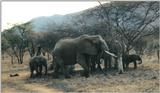 (P:\Africa\Elephant) Dn-a0262.jpg (1/1) (105 K)