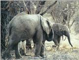 (P:\Africa\Elephant) Dn-a0263.jpg (1/1) (139 K)