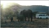 (P:\Africa\Elephant) Dn-a0264.jpg (1/1) (76 K)