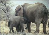 (P:\Africa\Elephant) Dn-a0265.jpg (1/1) (120 K)