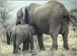 (P:\Africa\Elephant) Dn-a0266.jpg (1/1) (130 K)