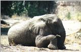(P:\Africa\Elephant) Dn-a0267.jpg (1/1) (110 K)