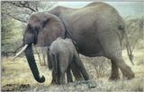 (P:\Africa\Elephant) Dn-a0268.jpg (1/1) (115 K)