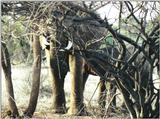 (P:\Africa\Elephant) Dn-a0269.jpg (1/1) (176 K)