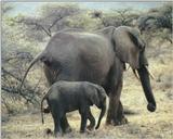 (P:\Africa\Elephant) Dn-a0270.jpg (1/1) (127 K)