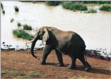 (P:\Africa\Elephant) Dn-a0272.jpg (1/1) (124 K)