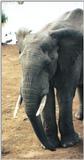 (P:\Africa\Elephant) Dn-a0273.jpg (1/1) (48 K)