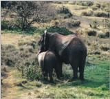(P:\Africa\Elephant) Dn-a0274.jpg (1/1) (119 K)