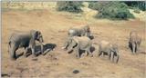 (P:\Africa\Elephant) Dn-a0275.jpg (1/1) (93 K)