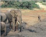 (P:\Africa\Elephant) Dn-a0276.jpg (1/1) (124 K)