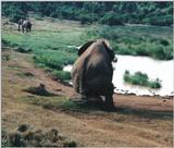 (P:\Africa\Elephant) Dn-a0277.jpg (1/1) (126 K)