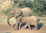(P:\Africa\Elephant) Dn-a0278.jpg (1/1) (128 K)