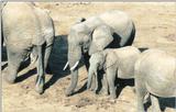 (P:\Africa\Elephant) Dn-a0279.jpg (1/1) (122 K)