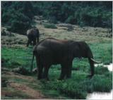 (P:\Africa\Elephant) Dn-a0280.jpg (1/1) (67 K)