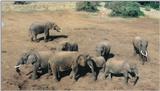 (P:\Africa\Elephant) Dn-a0281.jpg (1/1) (97 K)