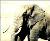 (P:\Africa\Elephant) Dn-a0282.jpg (1/1) (93 K)