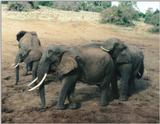 (P:\Africa\Elephant) Dn-a0283.jpg (1/1) (115 K)