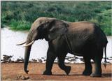(P:\Africa\Elephant) Dn-a0284.jpg (1/1) (137 K)