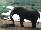 (P:\Africa\Elephant) Dn-a0285.jpg (1/1) (134 K)