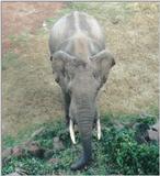 (P:\Africa\Elephant) Dn-a0286.jpg (1/1) (107 K)