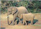 (P:\Africa\Elephant) Dn-a0287.jpg (1/1) (139 K)
