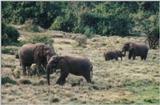 (P:\Africa\Elephant) Dn-a0288.jpg (1/1) (116 K)