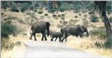(P:\Africa\Elephant) Dn-a0290.jpg (1/1) (86 K)