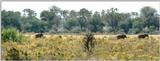 (P:\Africa\Elephant) Dn-a0291.jpg (1/1) (72 K)