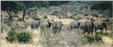 (P:\Africa\Elephant) Dn-a0292.jpg (1/1) (77 K)