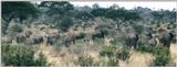 (P:\Africa\Elephant) Dn-a0295.jpg (1/1) (77 K)