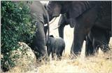(P:\Africa\Elephant) Dn-a0296.jpg (1/1) (127 K)